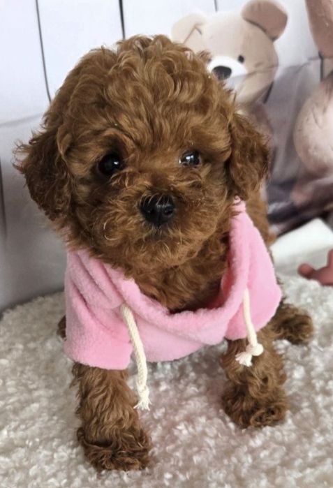 Пудел той / Poodle toy с генетични тестове на родитерите и родословие