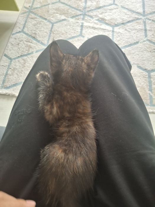 Котенок девочка(вроде)