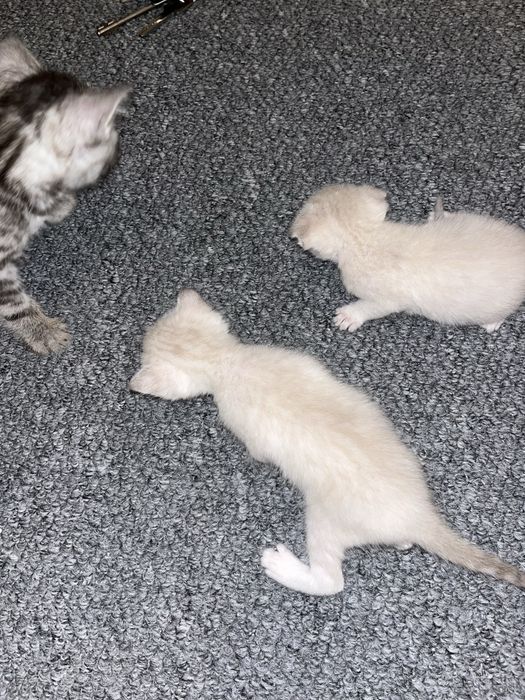 Отдам бесплатно! Желательно в добрые руки которые любящих кошок
