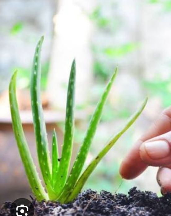 алоэ вера, каланхоэ