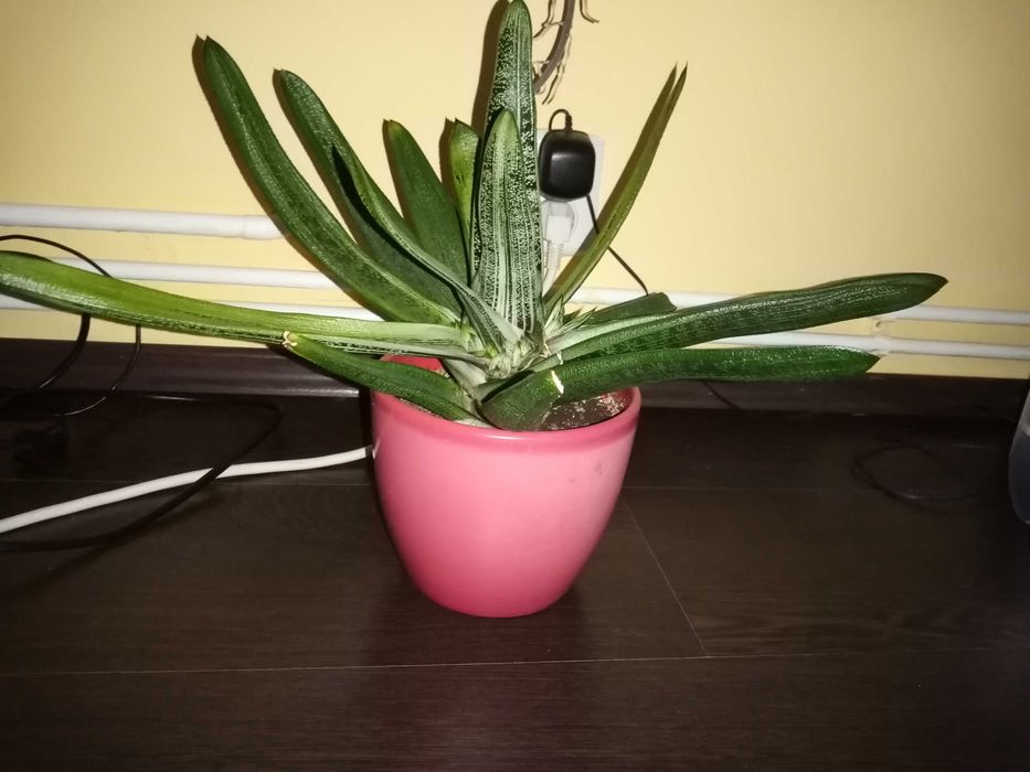 Vand o planta deosebita de Aloe Vera