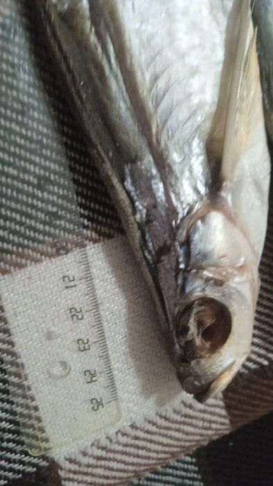 Чехонь рыба малосольная