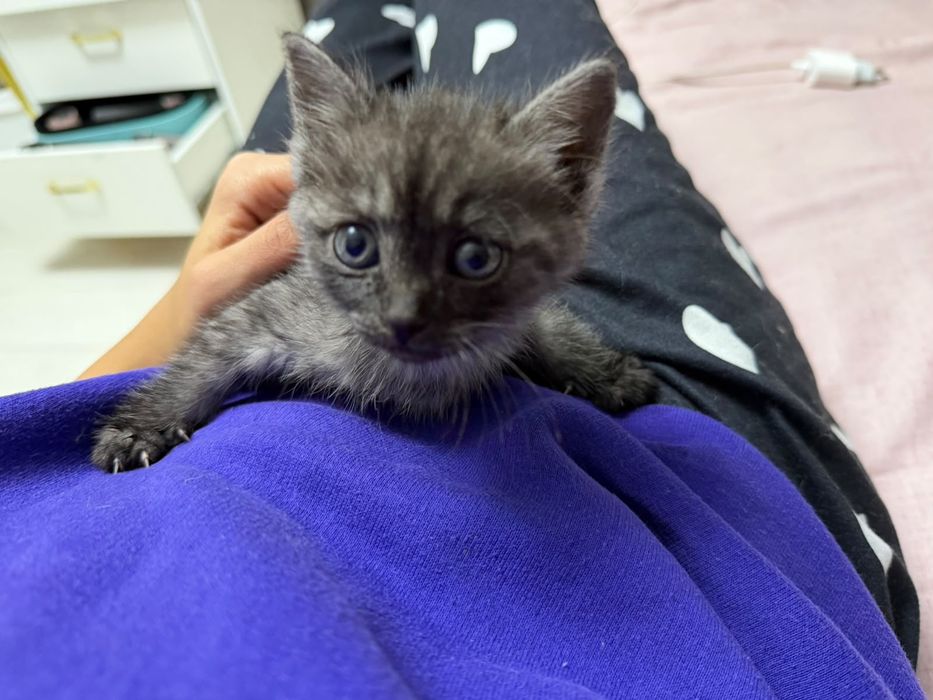 Отдам котёнка бесплатно