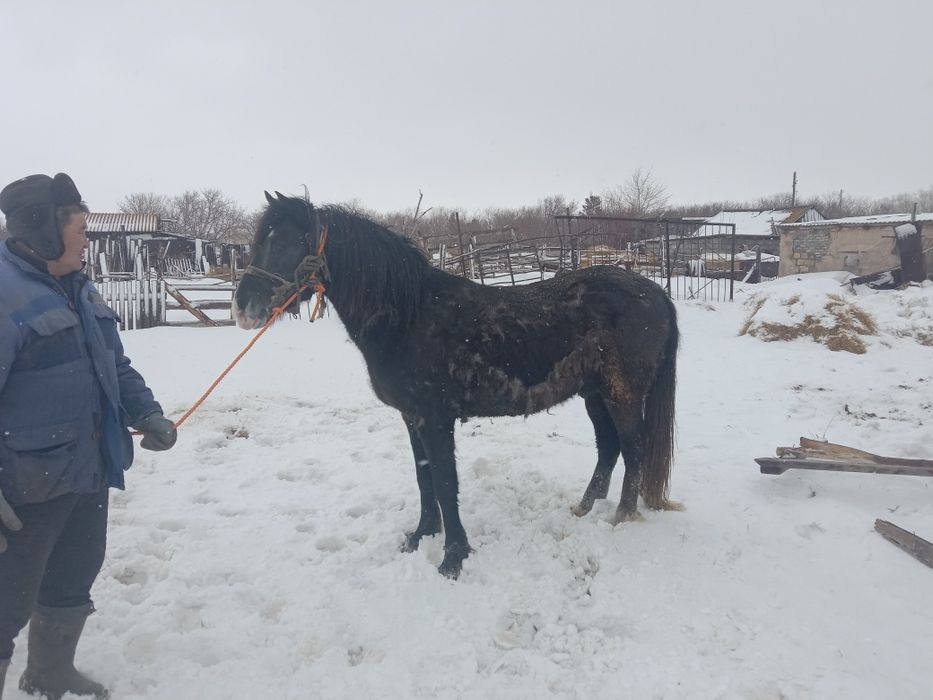 Жеребец 5 летка обучен верхавои езде откормлень