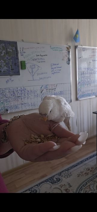 Попугай пара срочно