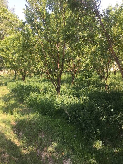 Yer uchastka sotiladi