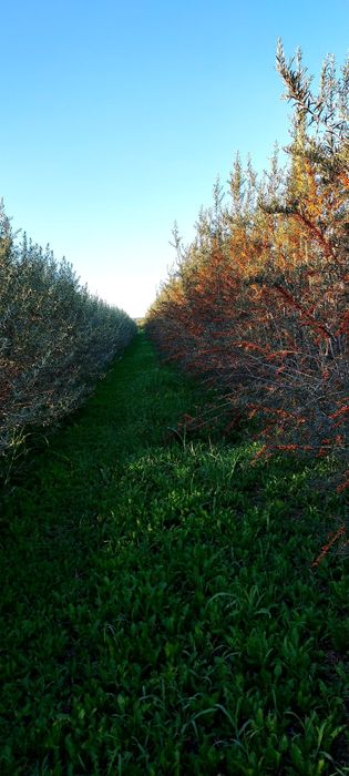Vand Livada Cătina Arad