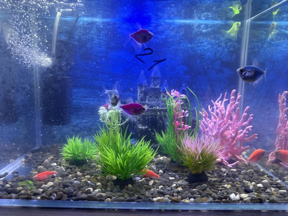 Аквариум на 20 литров с рыбками