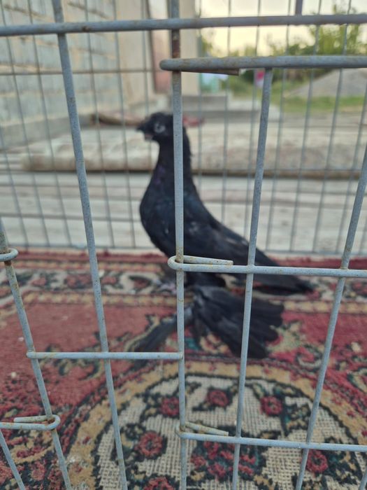 Голуби бар сатылатын