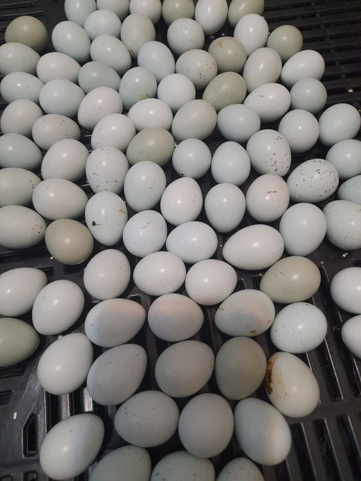 Pui prepelita Celadon au o zi