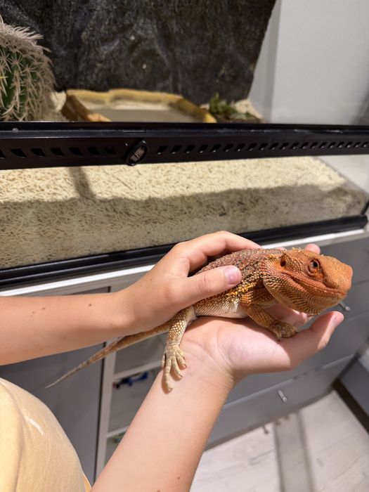 Vând Dragon cu Barbă (Pogona) + terariu complet echipat