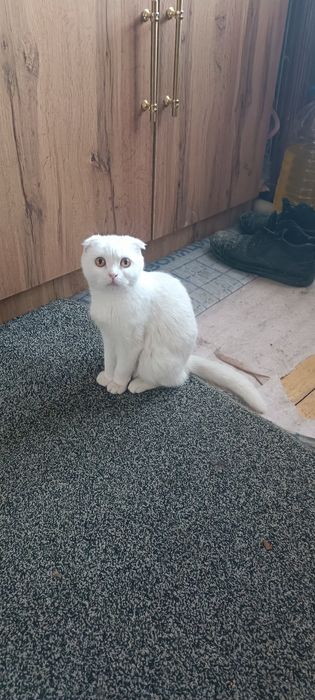 шотландская вислоухая кошка (скоттиш-фолд).