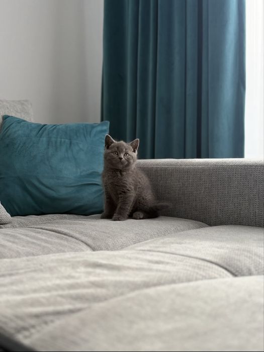 Baiețel British Shorthair