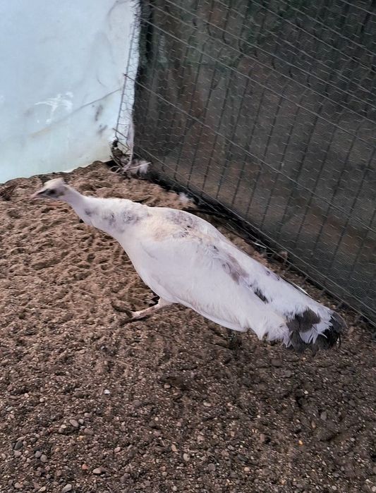 Femela matură de paun Silver Pied-Dark  !