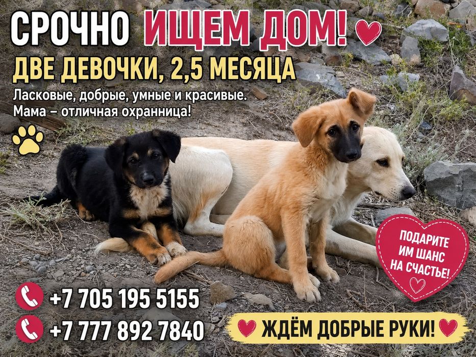 Щенкам срочнр нкжен дом.