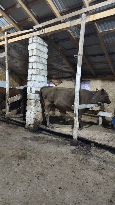 Продам дойных коров 12шт