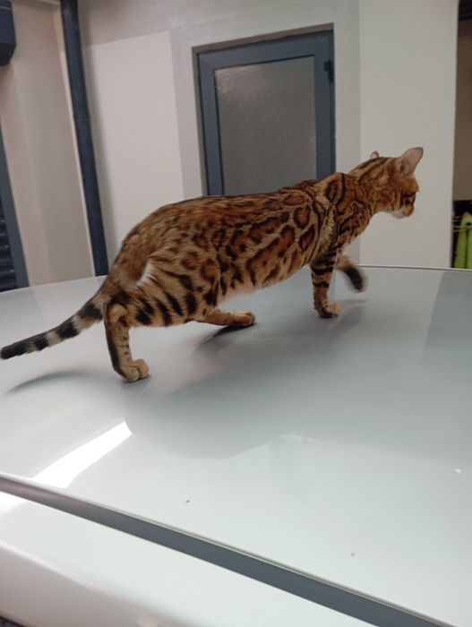 Bengal toza qon 8oyli o'g'il bola sotiladi srochna