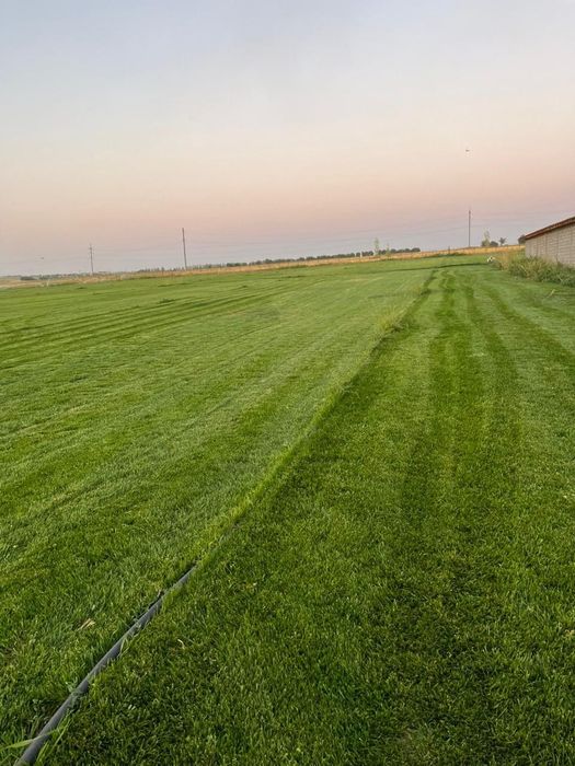 Дайын газон сатылады. Өте қолайлы тиімді бағада.