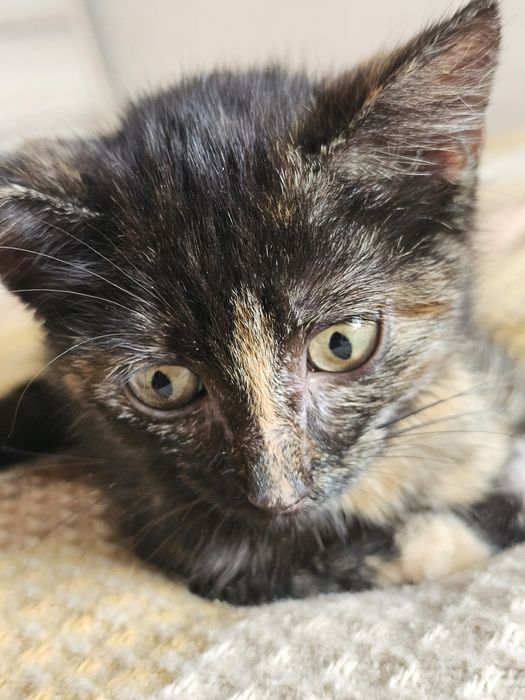 Котенок ( кошечка) Багира