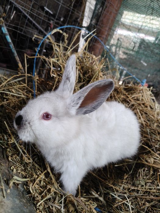 De vânzare iepuri Californian!