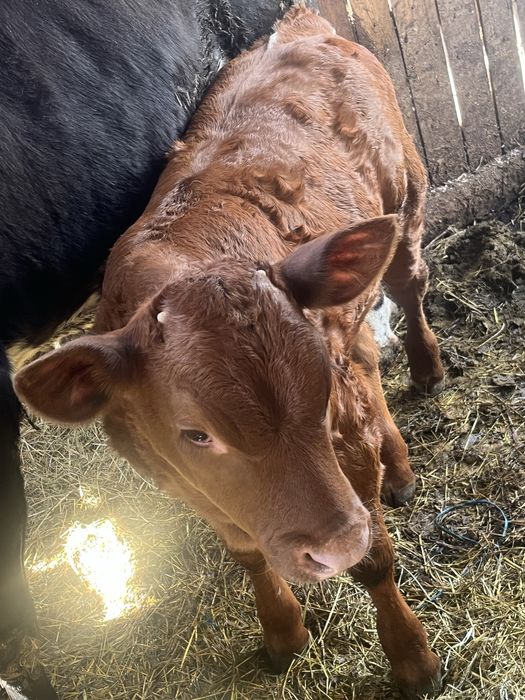 Vand vitica de 2luni jumate