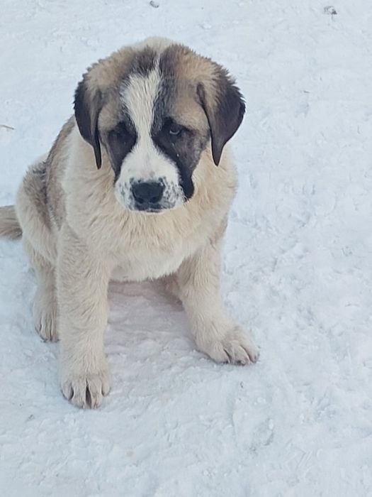 Щенок Алабая крупная девочка 3 месяца.