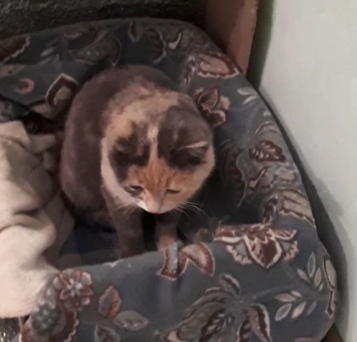 Стерилизованные кошки