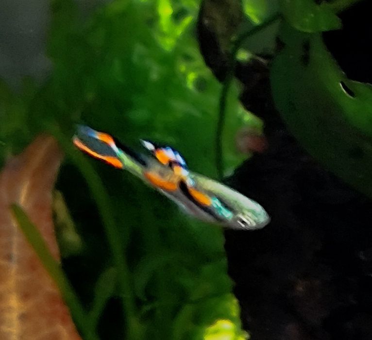 Endler guppy/ Endler/ Poecilia wingei - Black Bar