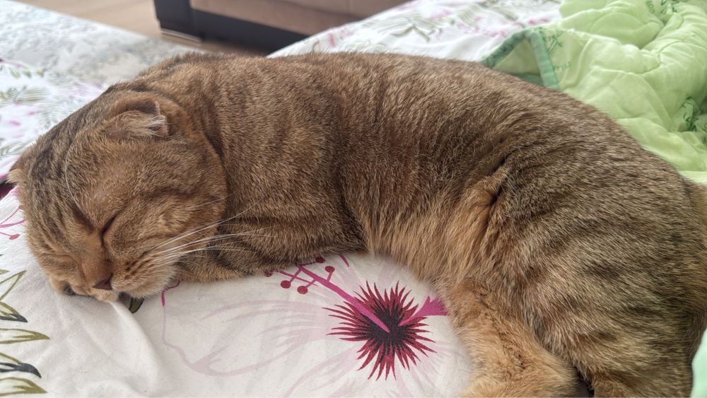 Вязка животных.