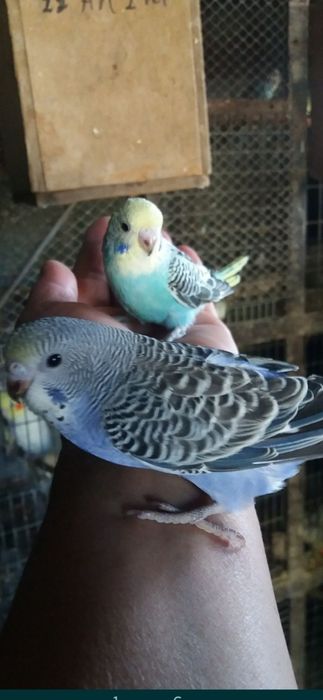 Неразлучники  молодые