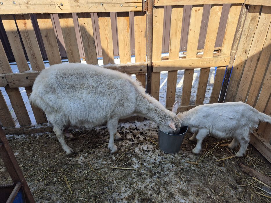 Ешкі сатылады. 180000 тг