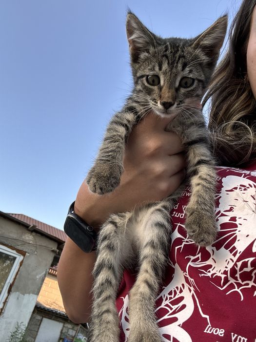 Котенок бесплатно