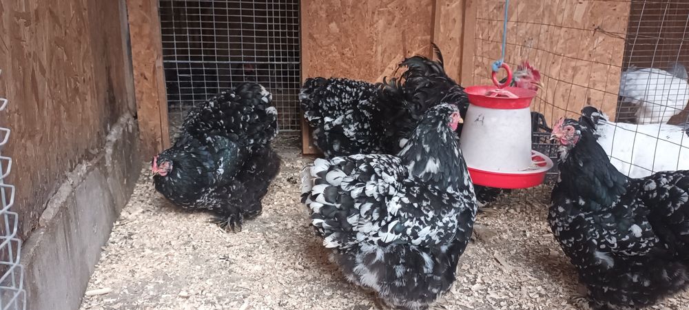 Ouă cochinchina bobat