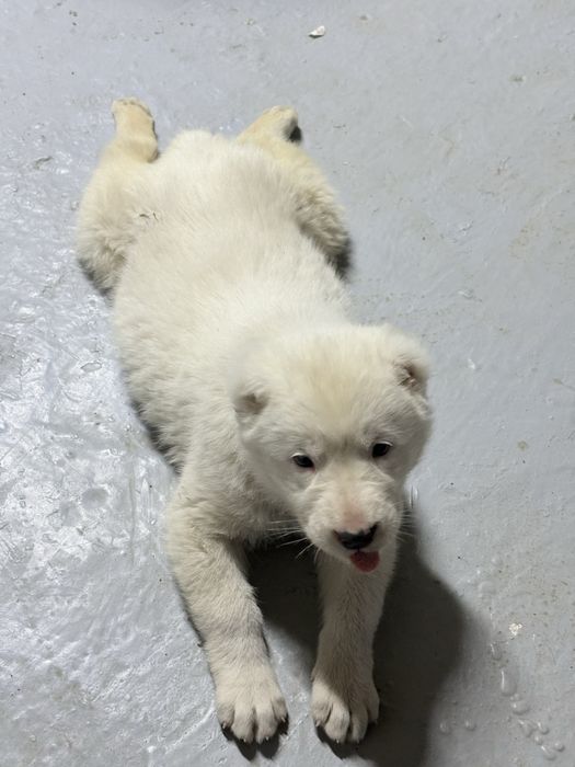 Сабака алабай ұрғашы