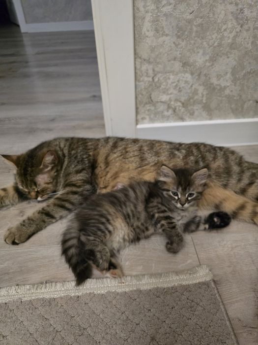 Отдам котенка девочку в добрые руки!