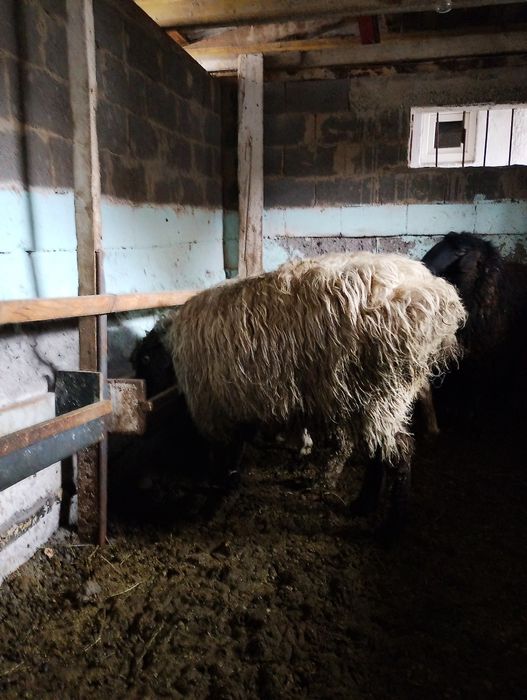 Продается овца мерин