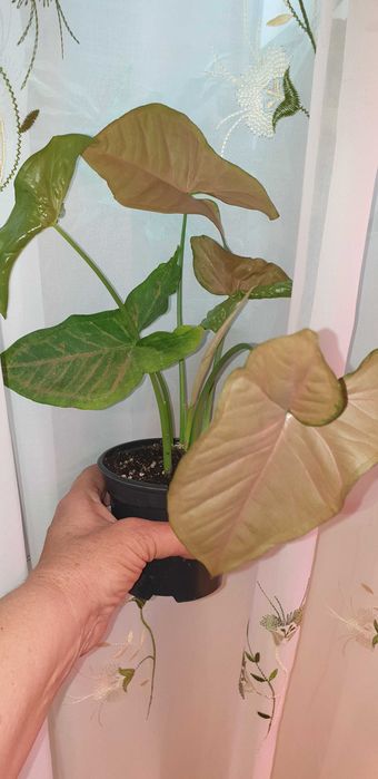 Домашние растения