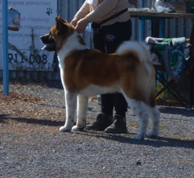 Американская Акита