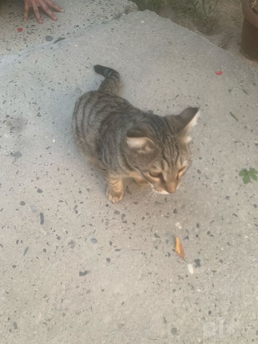 Кошка пародистая