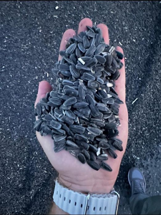 Пшеница.Платный чат!Все корма.