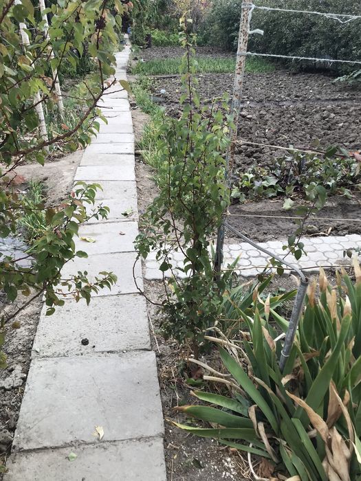 Молодые Саженцы Абрикос