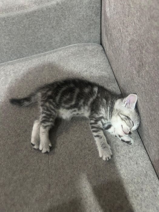 Продам котят цена 15000