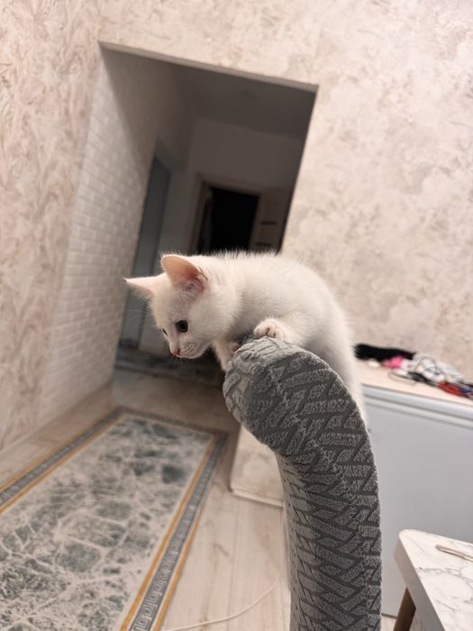 Котенок даром девочка