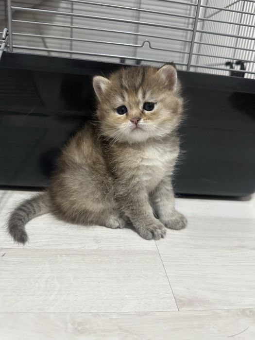 Шотландская  кошка (1,5месяца)