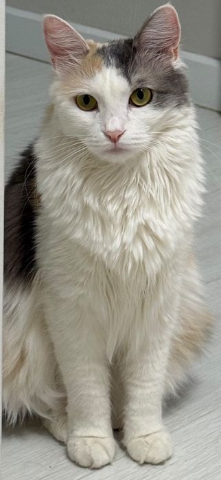 Отдадим кошку в хорошие руки