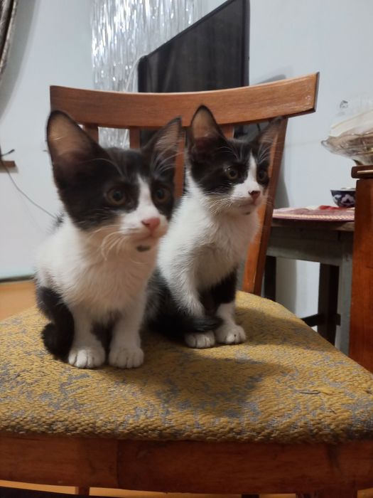Подарю котят в хорошие руки