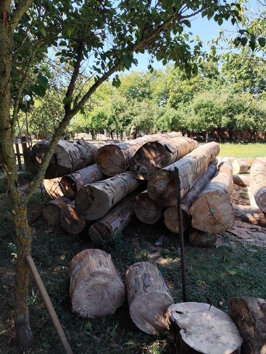 Tai lemne județ Timiș