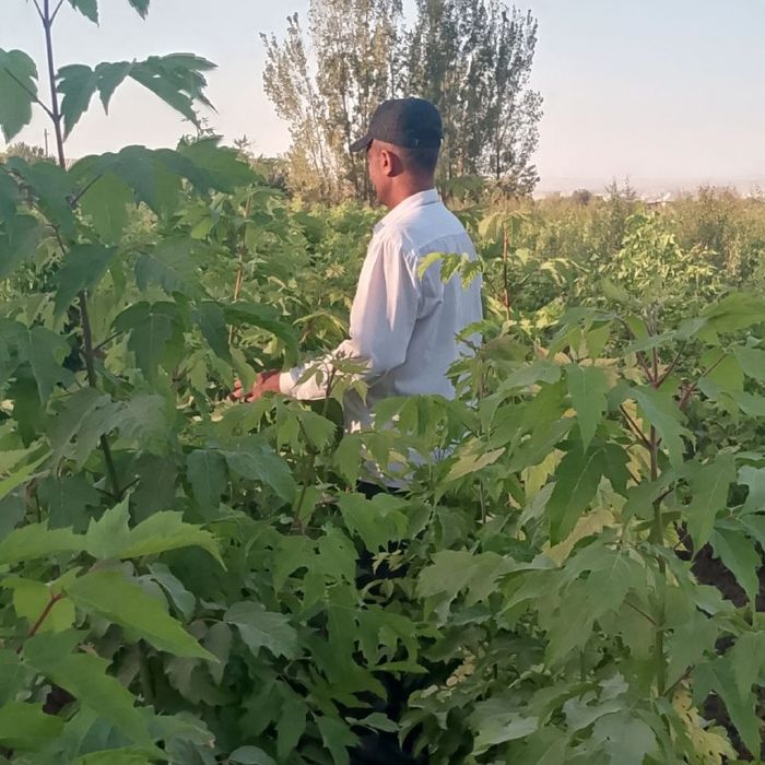 Klyon, Клён кучати, Заранг