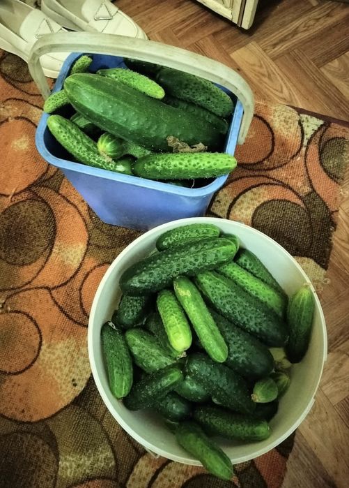 Продам огурцы домашние