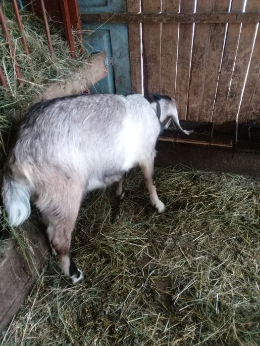 Vind ied si iada anglonubiene si una sannen cu iada de o luna